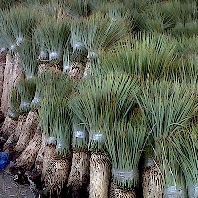 Yucca_rostrata_1.jpg